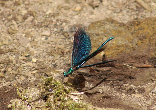 Calopteryx virgo - kisasszony-szitakötő
