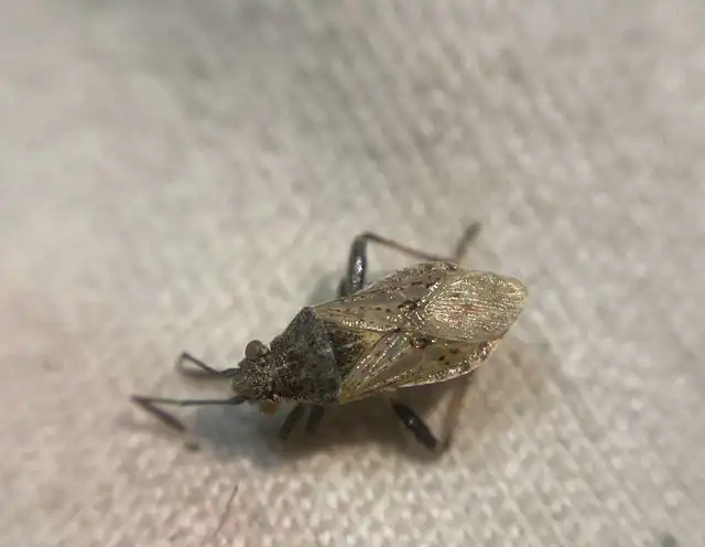 Stictopleurus Stictopleurus