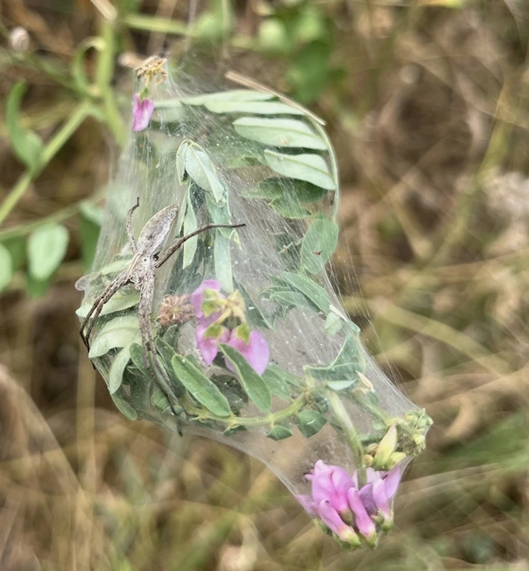 Pisaura mirabilis - csodáspók