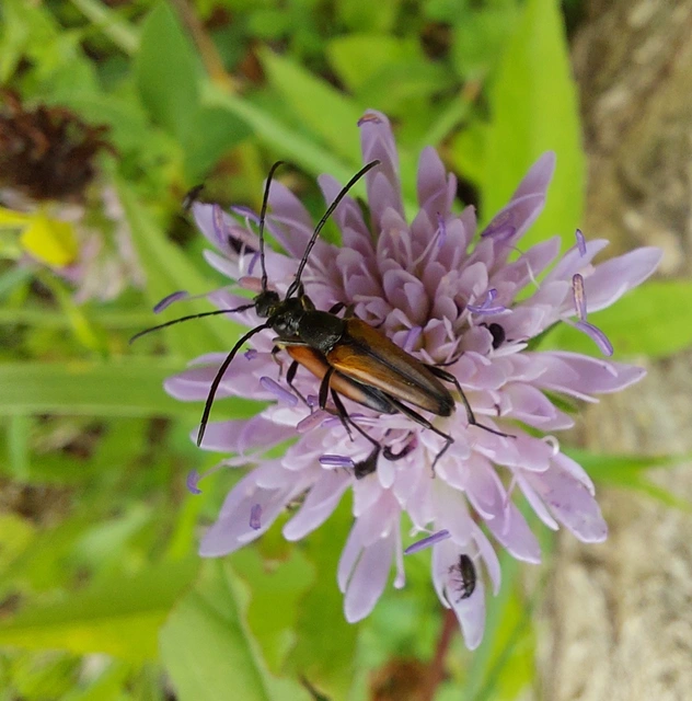 Stenurella melanura - feketevégű karcsúcincér