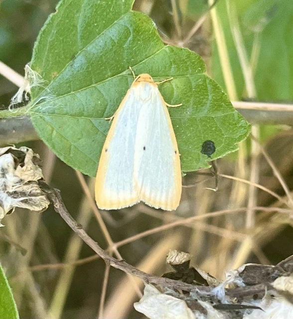 Cybosia mesomella - csontszínű molyszövő