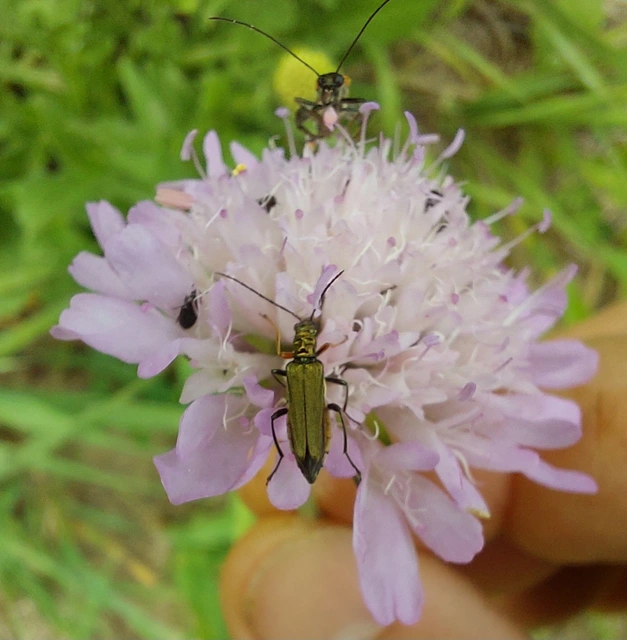 Oedemera flavipes - sárgalábú álcincér Oedemera flavipes - sárgalábú álcincér