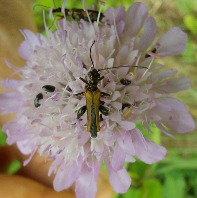 Oedemera femorata - sárgahátú álcincér