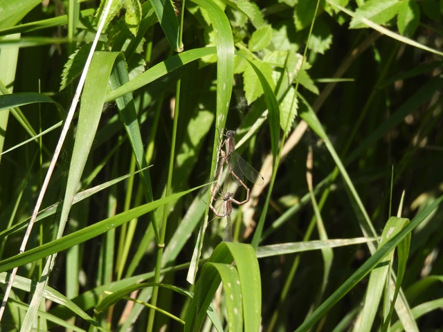 Sympecma fusca - téli rablószitakötő