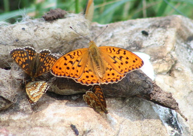 Argynnis adippe - ezüstös gyöngyházlepke