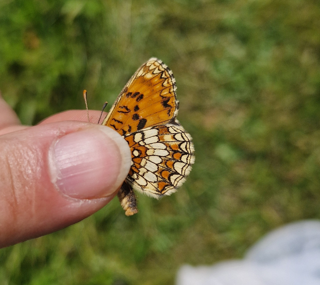 Melitaea aurelia - recés tarkalepke