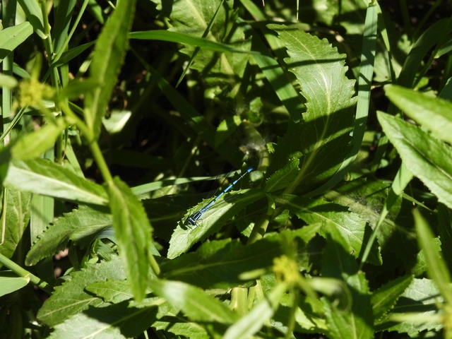 Coenagrion puella - azúrkék légivadász