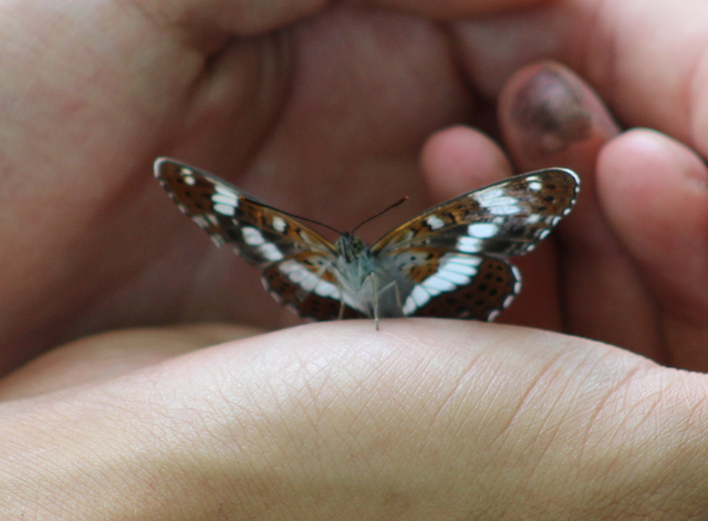 Limenitis camilla - kis lonclepke