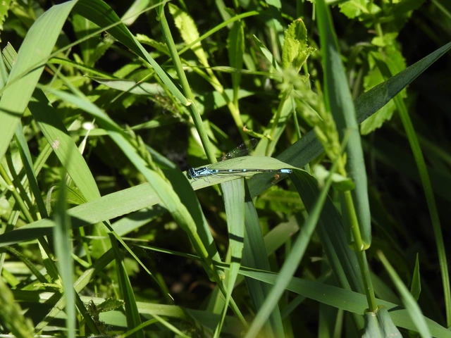 Coenagrion pulchellum - karcsú légivadász
