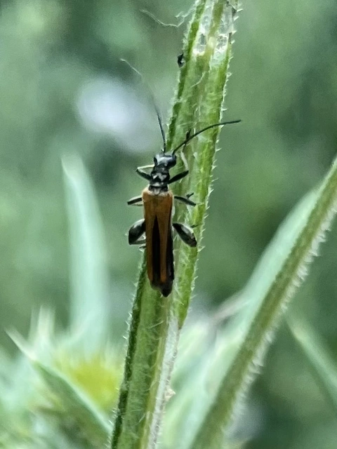 Oedemera femorata - sárgahátú álcincér