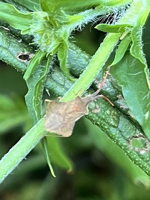 Syromastus rhombeus - vitorlás karimáspoloska
