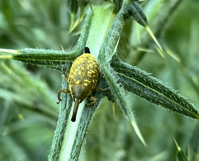 Larinus sturnus - aszat-púderbarkó