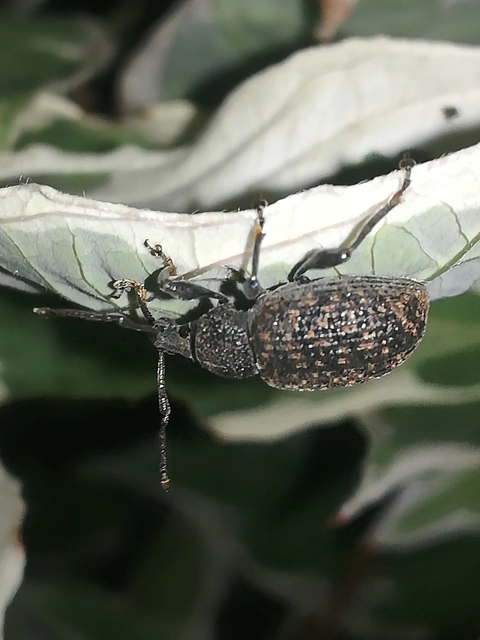 Otiorhynchus