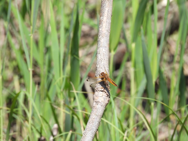 Libellula fulva - kisfoltos laposacsa