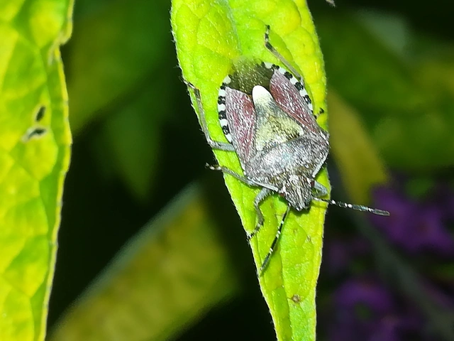 Dolycoris baccarum - közönséges bogyómászó-poloska Dolycoris baccarum - közönséges bogyómászó-poloska