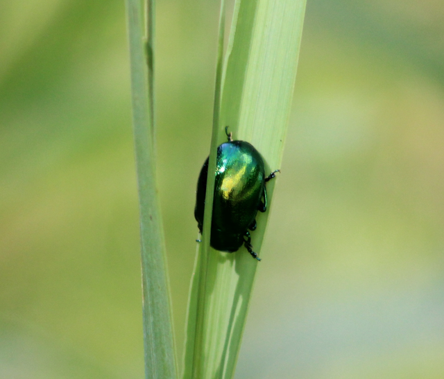 Chrysolina herbacea - zöld mentalevelész