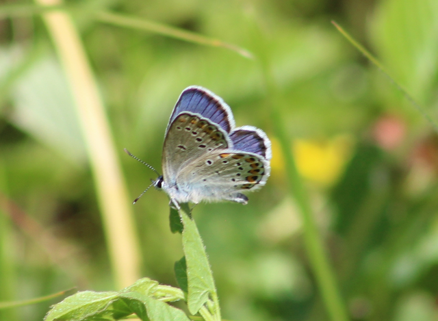 Plebejus argyrognomon - tintakék boglárka