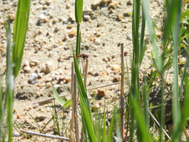 Sympetrum fonscolombii - vándor katona-szitakötő