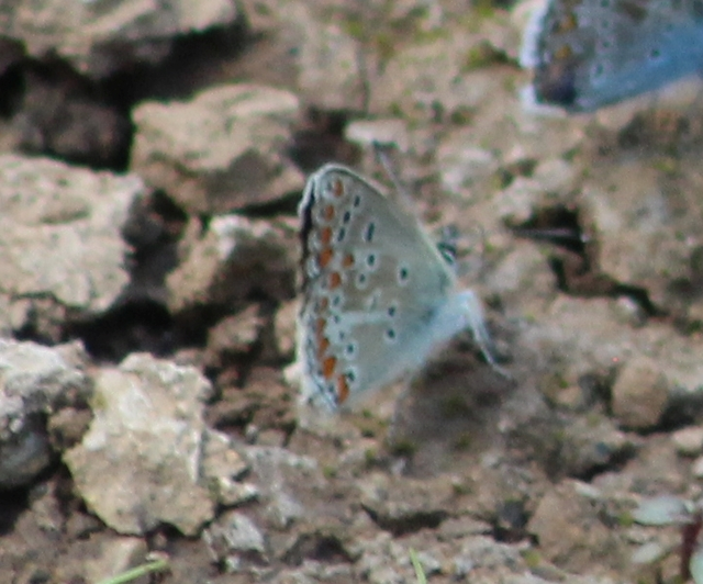 Aricia artaxerxes issekutzi - bükki szerecsenboglárka