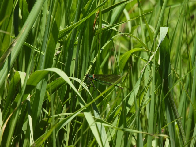 Calopteryx splendens - sávos szitakötő