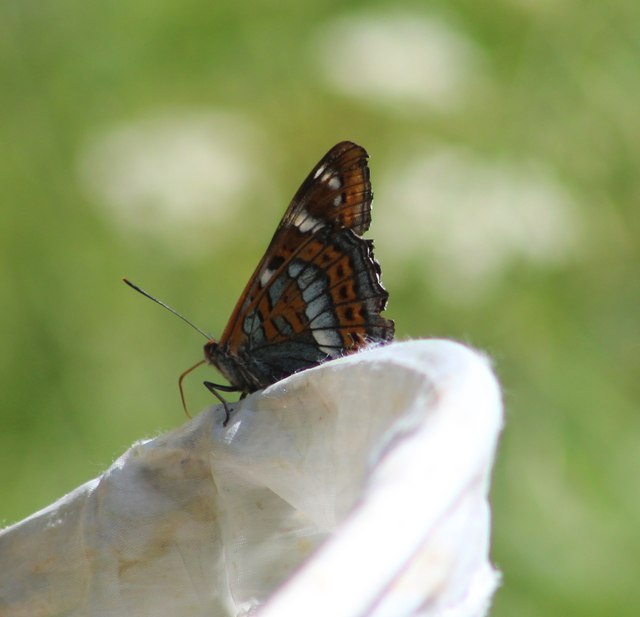Limenitis populi - nagy nyárfalepke