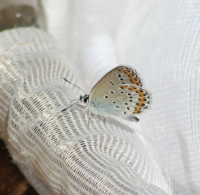 Plebejus argyrognomon - tintakék boglárka
