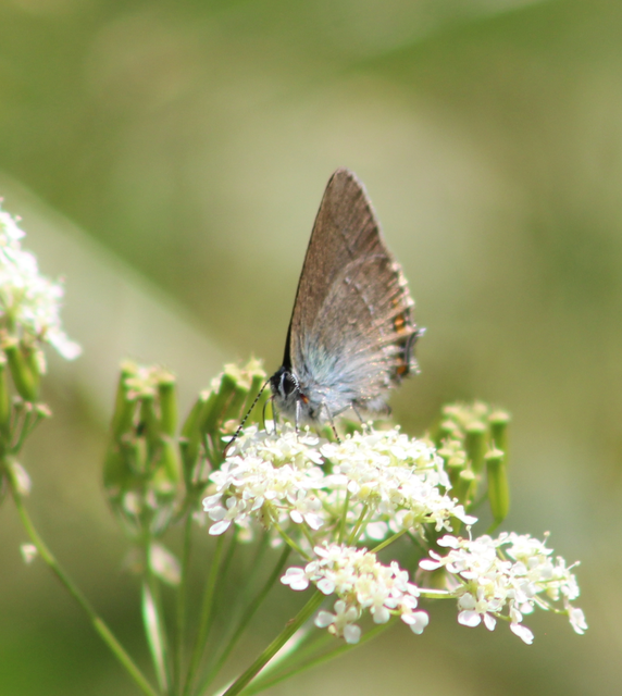 Satyrium acaciae - akác-csücsköslepke