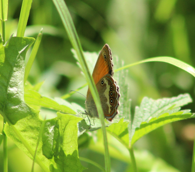 Coenonympha arcania - fehéröves szénalepke