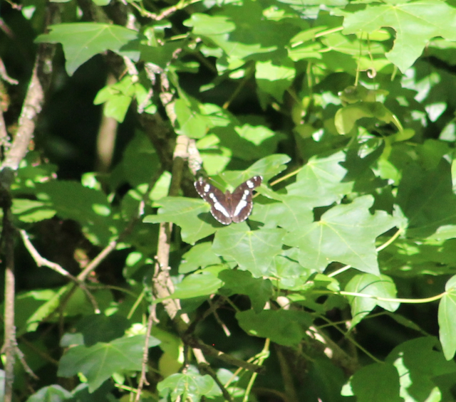 Limenitis camilla - kis lonclepke