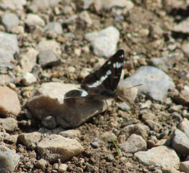 Limenitis camilla - kis lonclepke