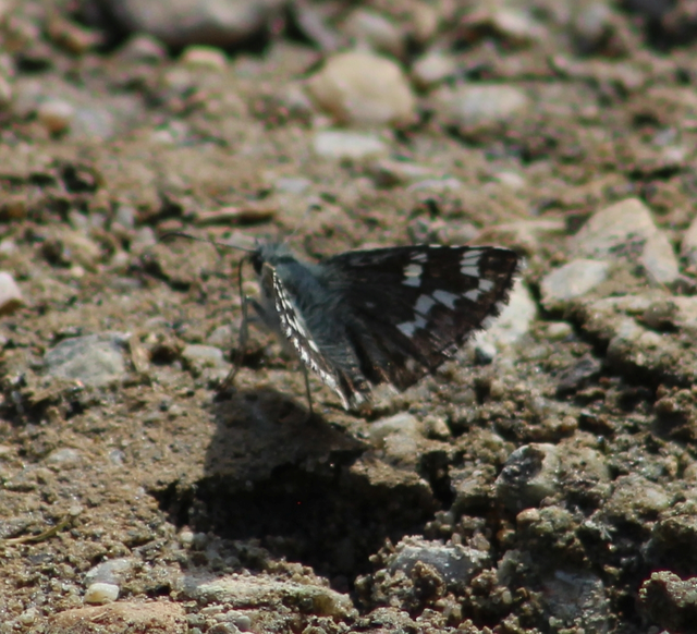 Pyrgus carthami - nagy busalepke