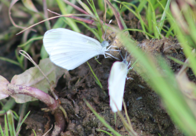 Leptidea sinapis - mustárlepke