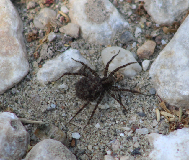 Pardosa