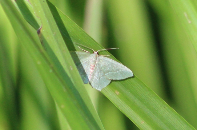 Hemithea aestivaria - nyír-zöldaraszoló