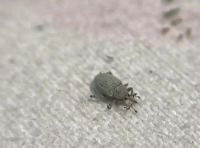 Sibinia unicolor - fátyolvirág-ormányos
