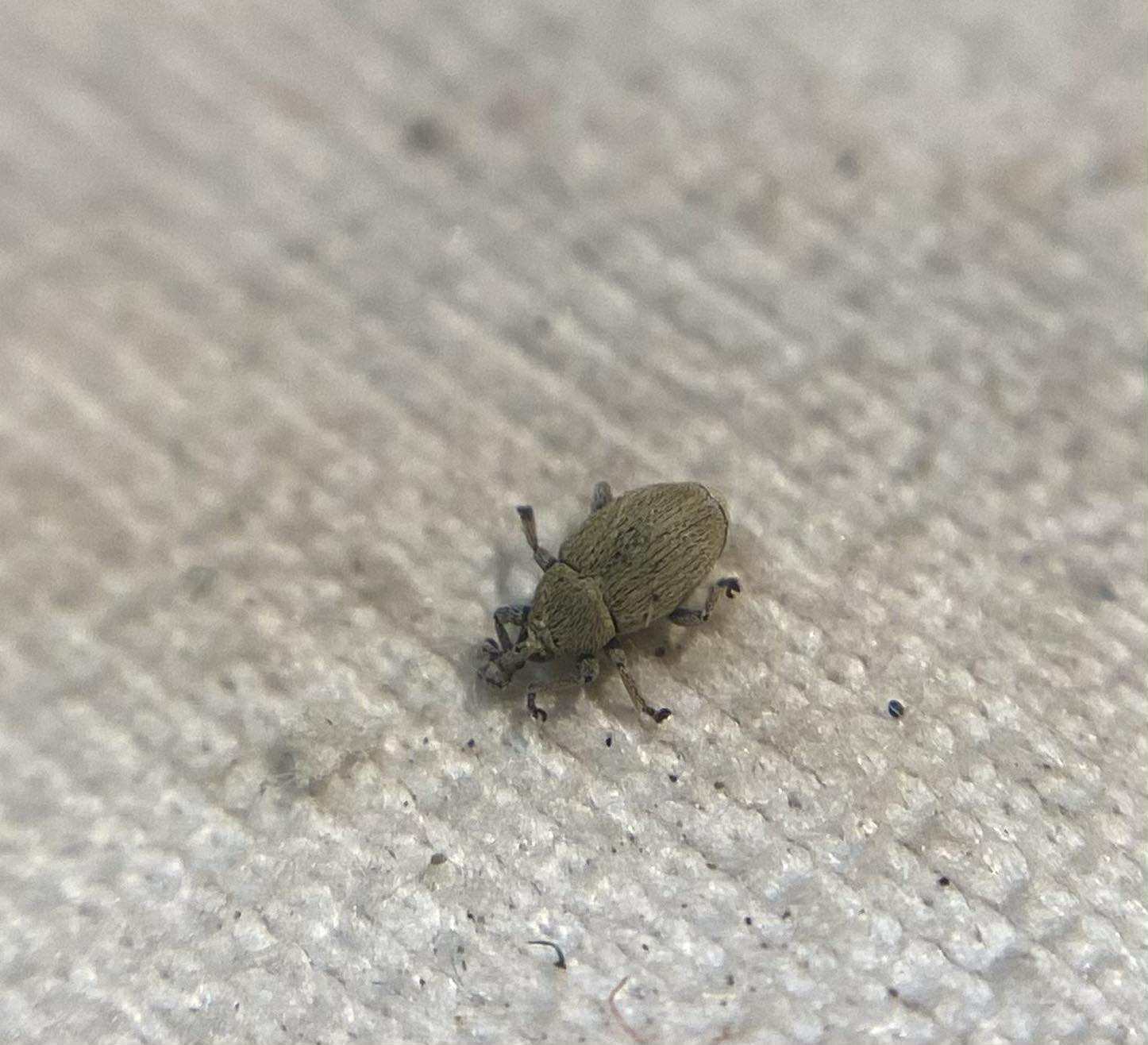 Sibinia unicolor - fátyolvirág-ormányos