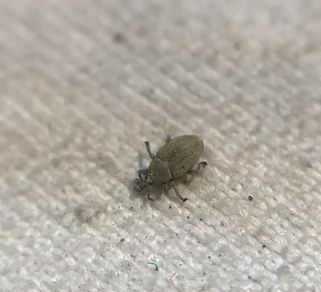 Sibinia unicolor - fátyolvirág-ormányos