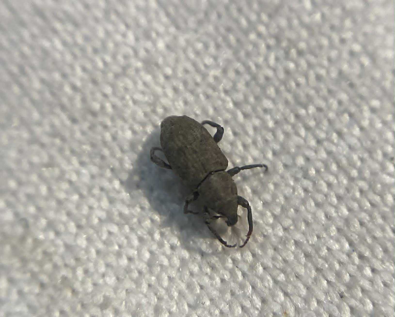 Bagous lutulosus - szittyó-víziormányos