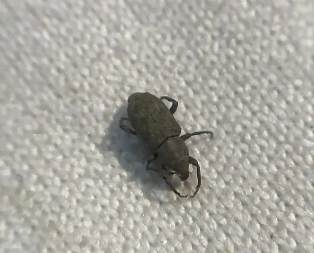 Bagous lutulosus - szittyó-víziormányos Bagous lutulosus - szittyó-víziormányos