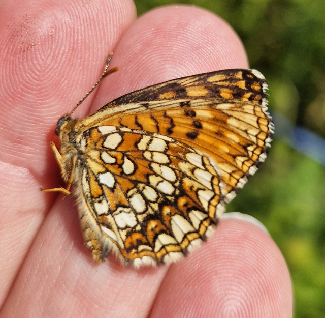 Melitaea diamina - kockás tarkalepke