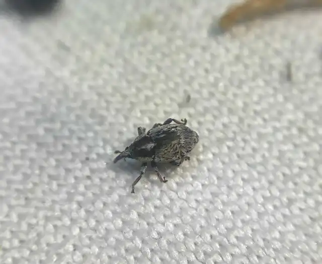 Sibinia phalerata - középfoltos madárhúrormányos Sibinia phalerata - középfoltos madárhúrormányos