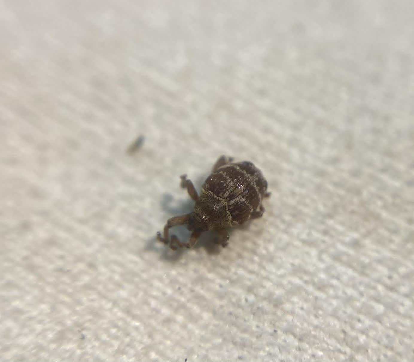 Coeliodes transversealbofasciatus - fehéröves gömböcormányos
