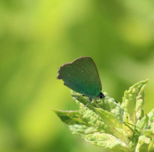 Callophrys rubi - zöldfonákú lepke