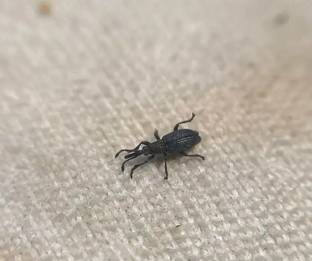 Ceratapion penetrans - lapátlábú cickányormányos Ceratapion penetrans - lapátlábú cickányormányos