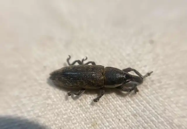 Lixus cinerascens - hamvas dudvabarkó