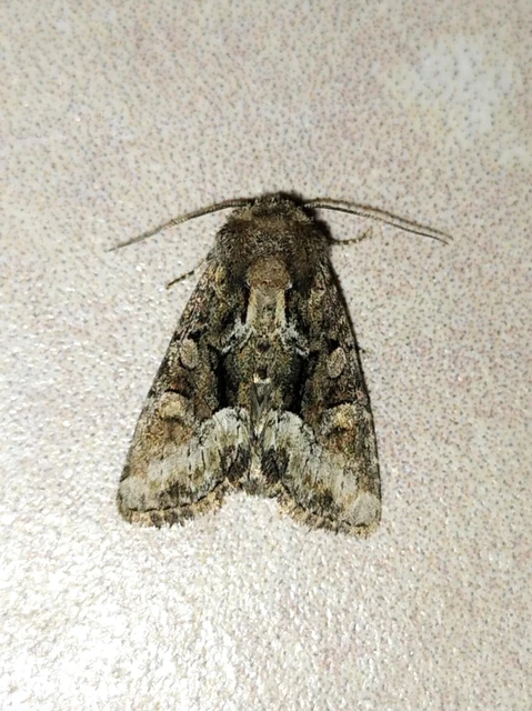 Oligia strigilis/latruncula/versicolor