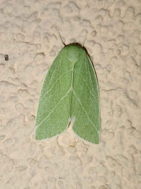 Bena bicolorana - tölgyfa-zöldbagoly