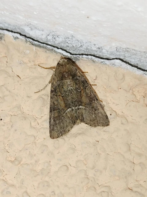 Oligia strigilis/latruncula/versicolor