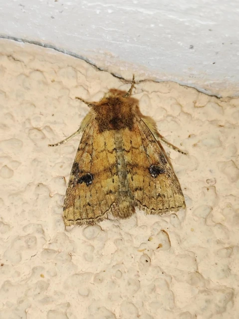 Atypha pulmonaris - tüdőfű-levélbagoly