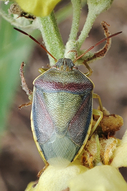 Piezodorus lituratus - bíboros címerespoloska Piezodorus lituratus - bíboros címerespoloska